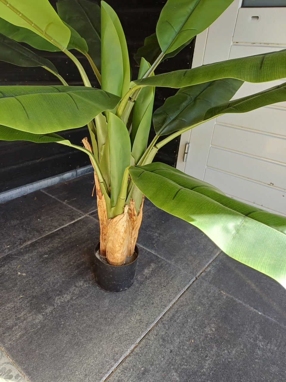 Kunst bananenplant