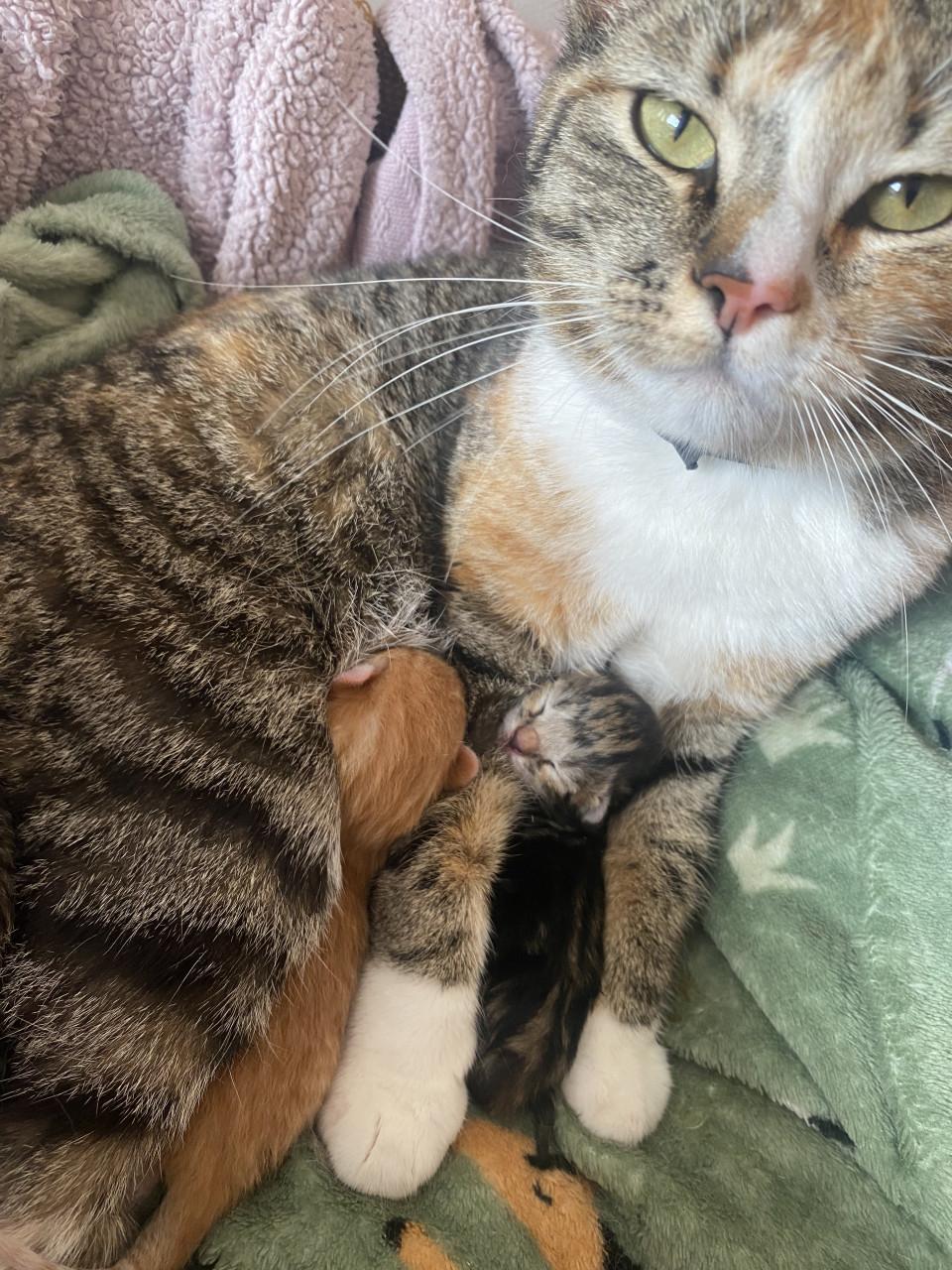 GERESERVEERD! Kittens te koop