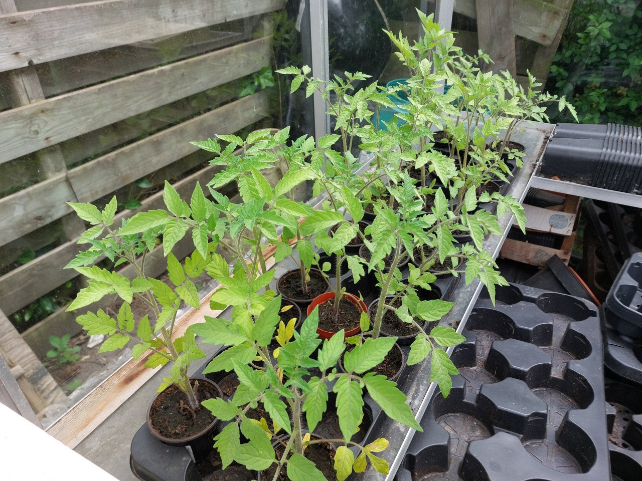Diverse planten