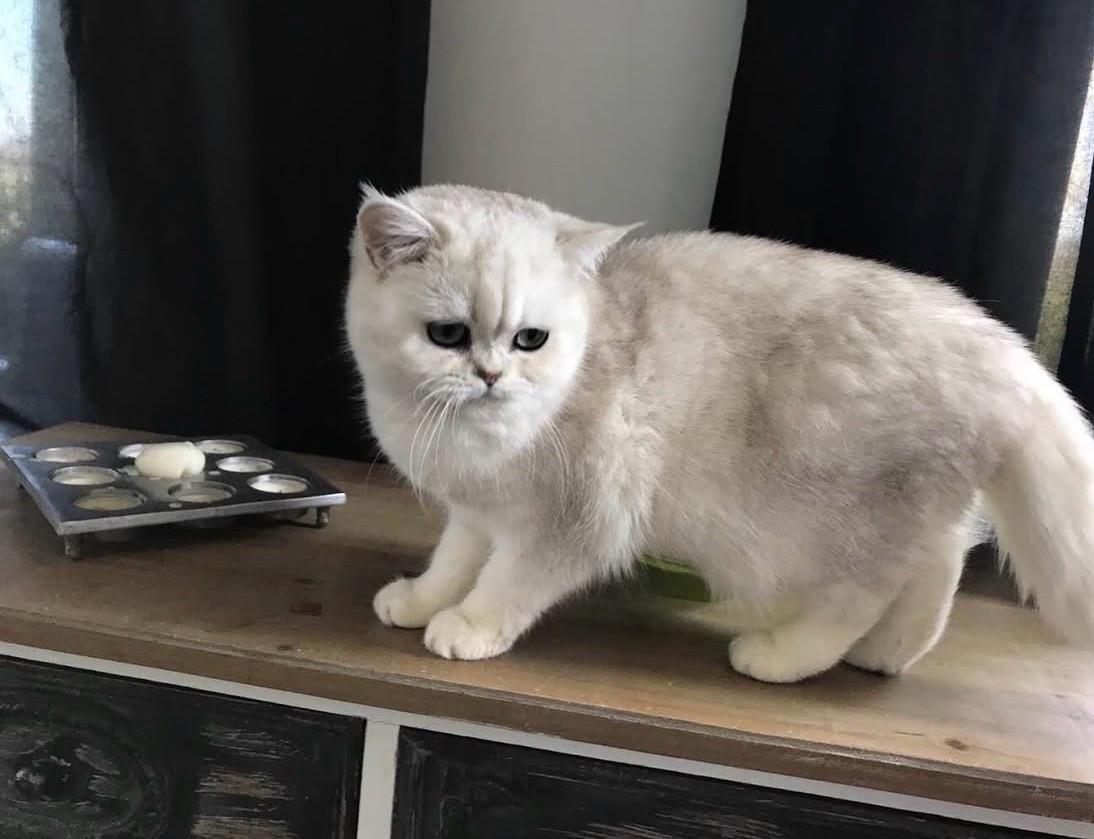 Brits korthaar poes en kater beschikbaar voor een goed en fijn thuis