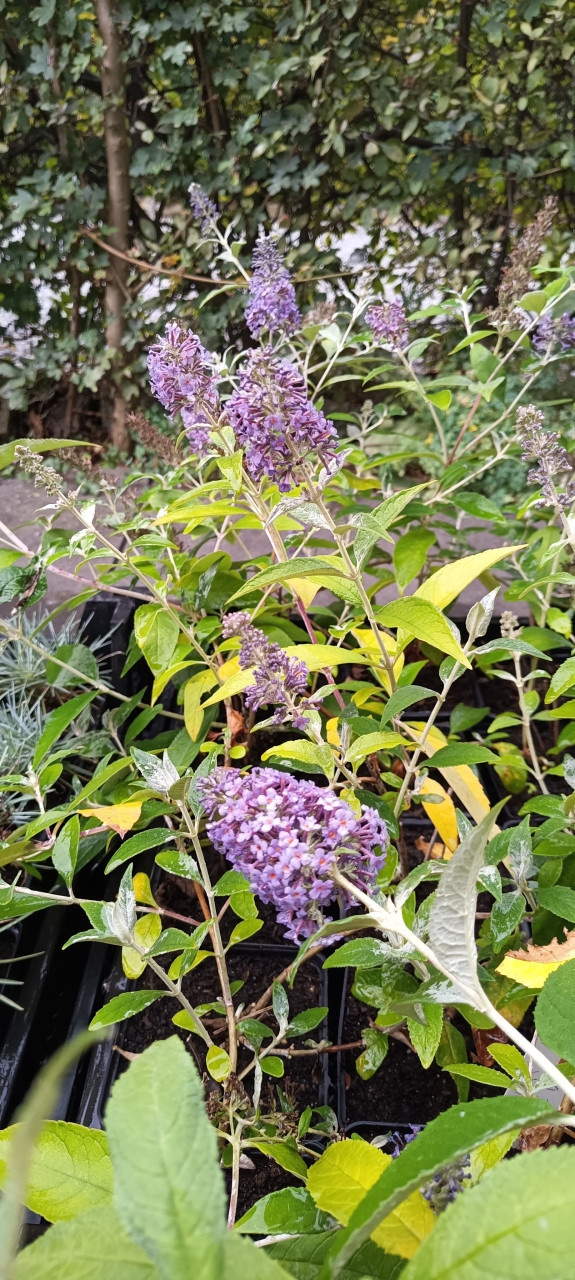 Mooie Vlinderstruiken in pot, in bloei dus direct genieten !  3 euro p/st.