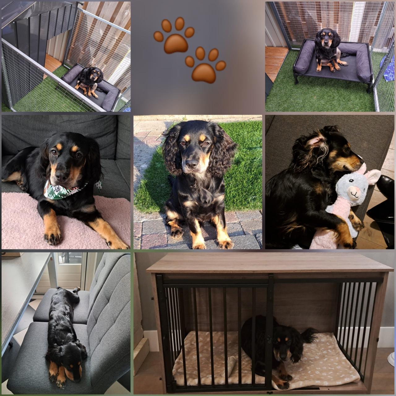 Luna zoekt een nieuw thuis