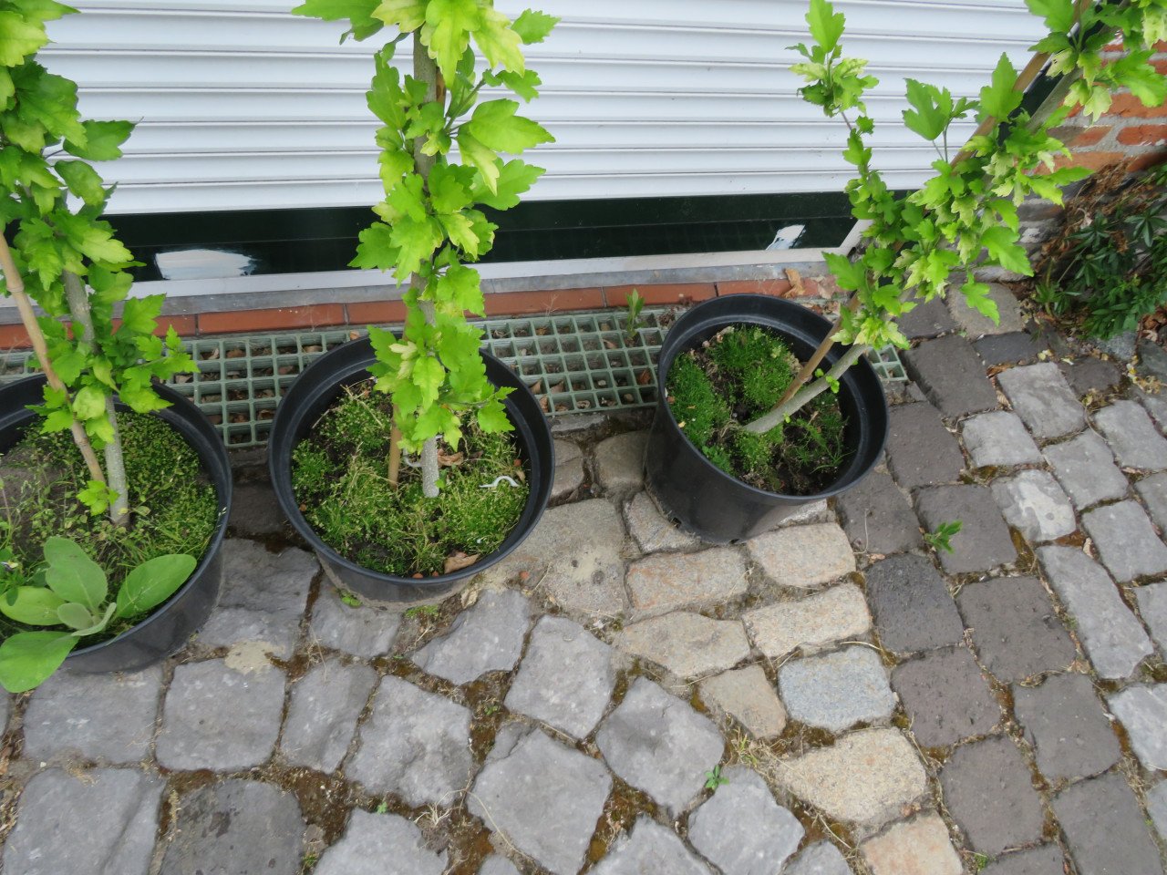 Hibiscus op stam