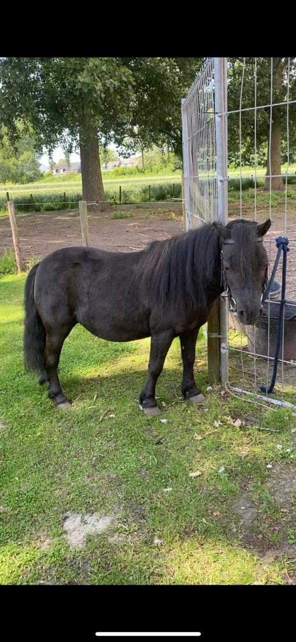 2 lieve shetlanders te koop