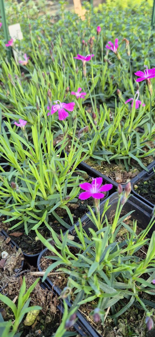 Vaste planten verantwoord gekweekt
