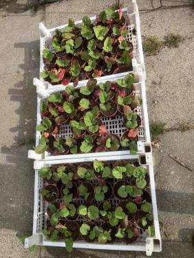 Rabarber plantjes te koop