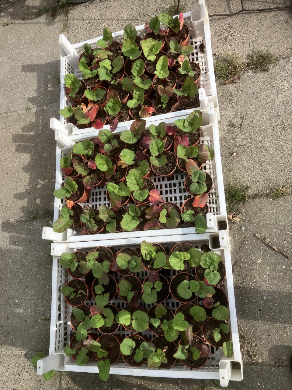 Rabarber plantjes te koop