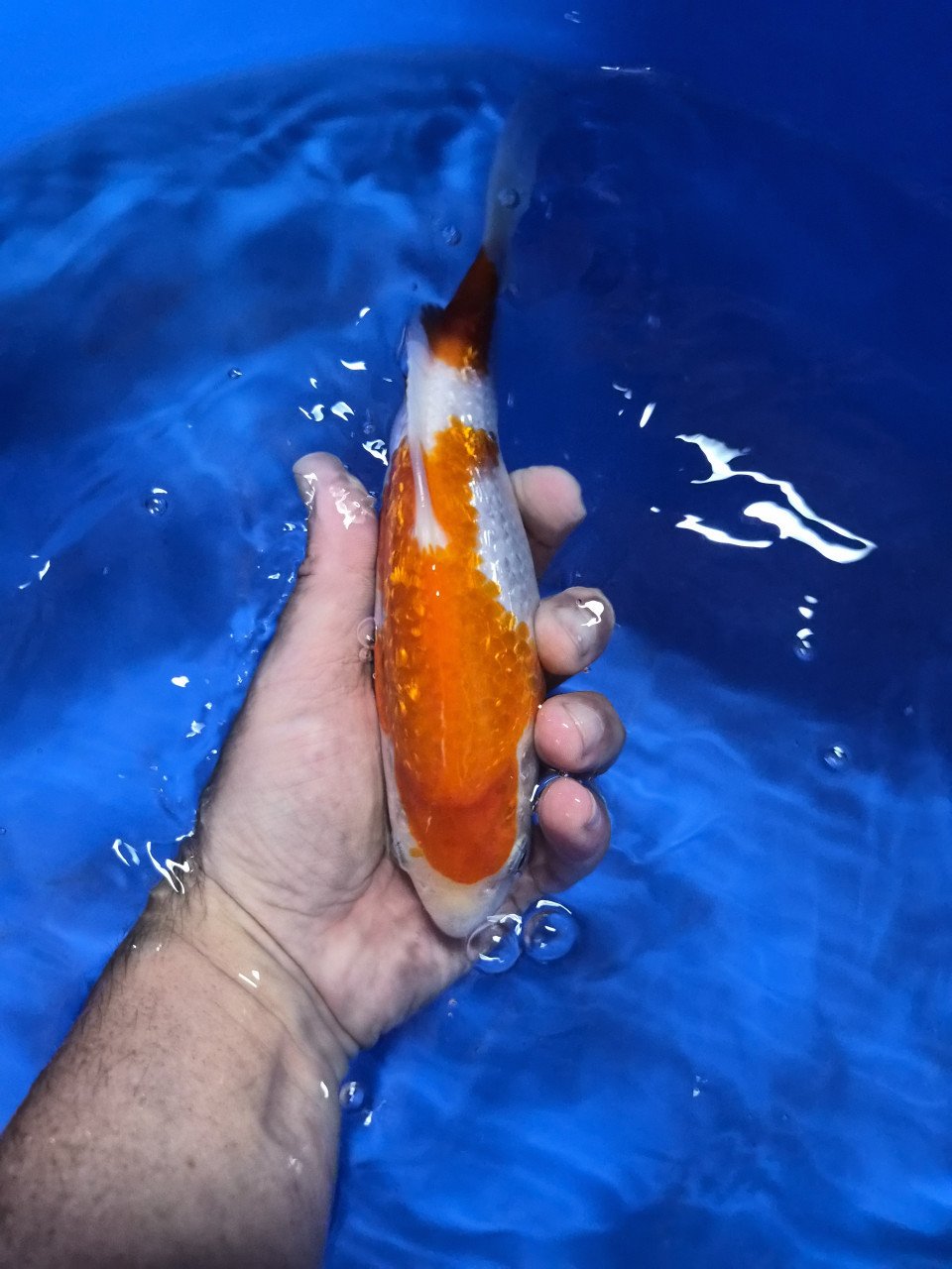 Diverse koi