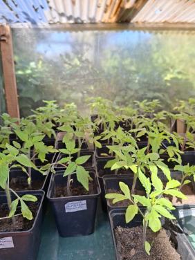Moestuin plantjes