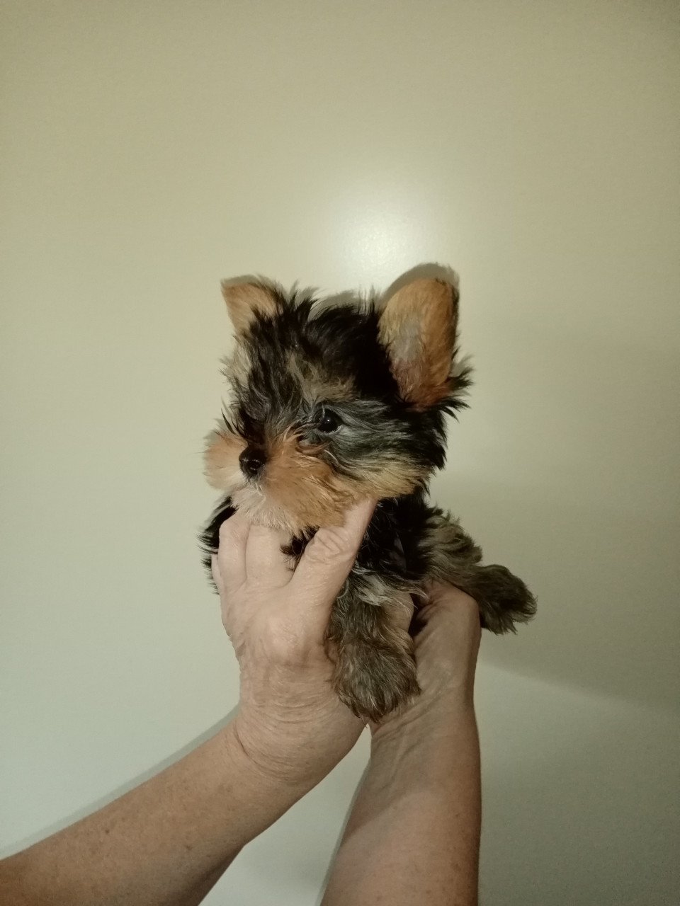 Yorkshire terrier pup  GERESERVEERD