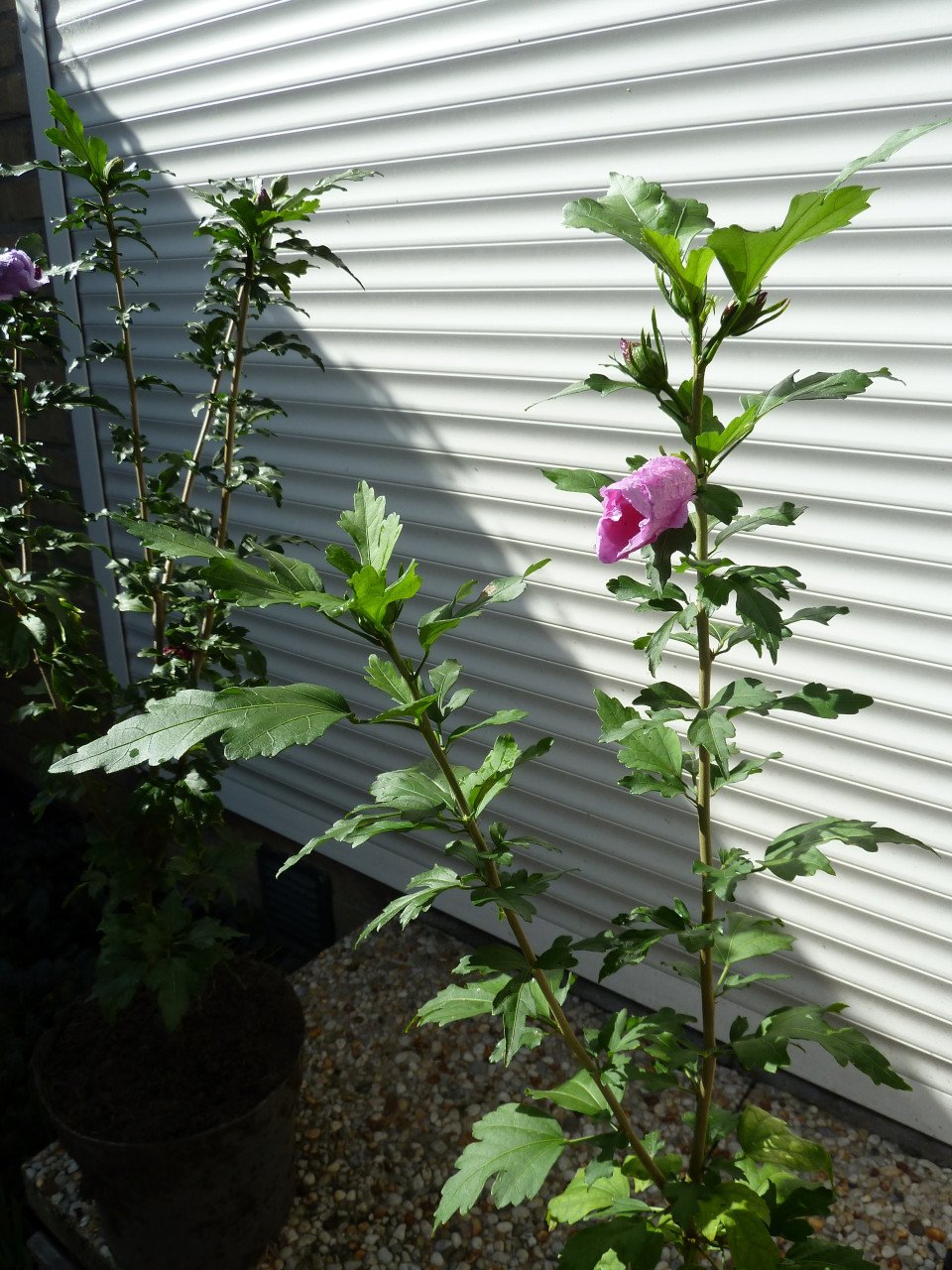 HIBISCUS OP STAM