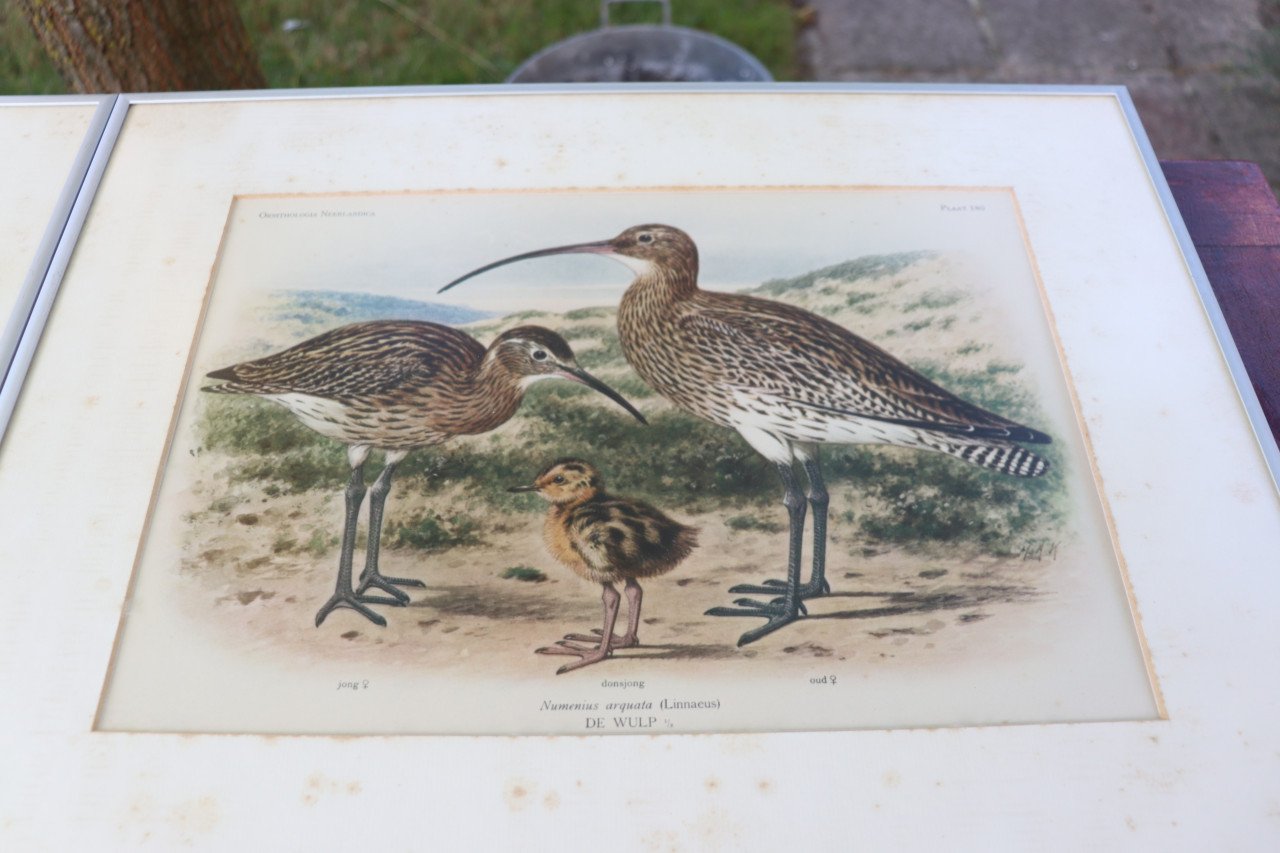 ZEER OUDE VOGELPLATEN