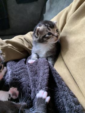 Kittens te koop ( gereserveerd)