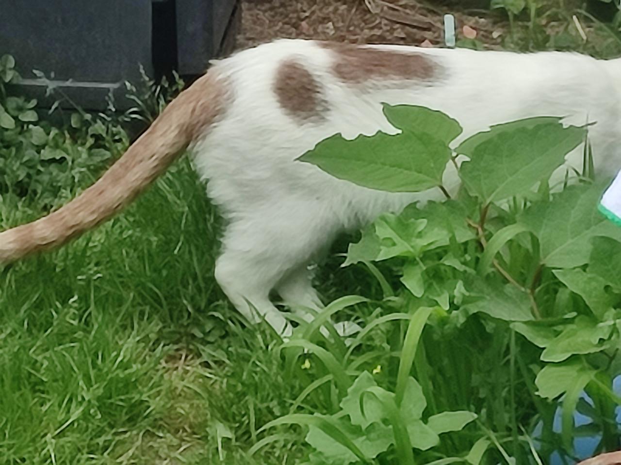 Van wie is deze kat?(Paauwenburg Vlissingen.)