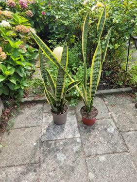 Planten