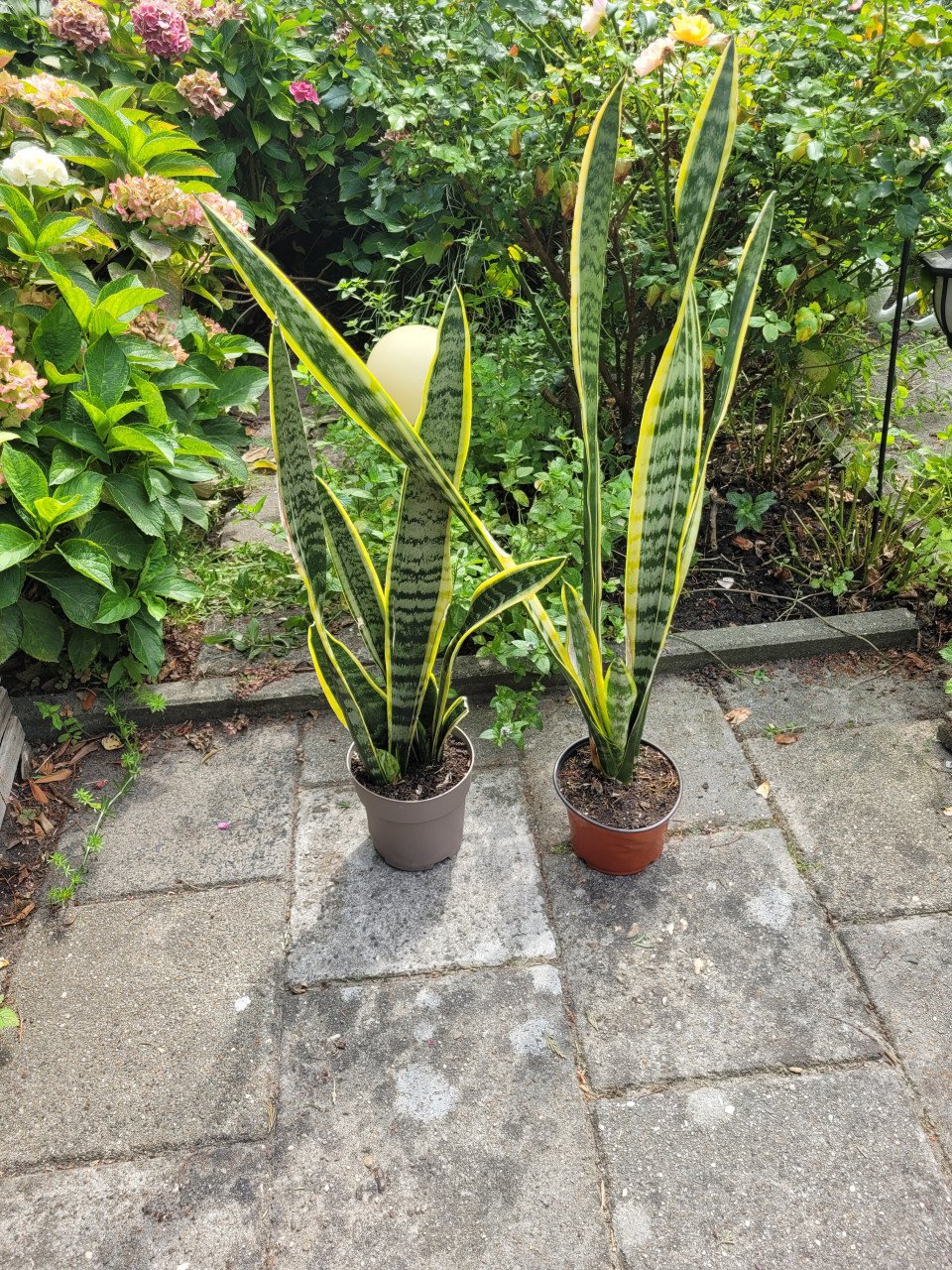 Planten