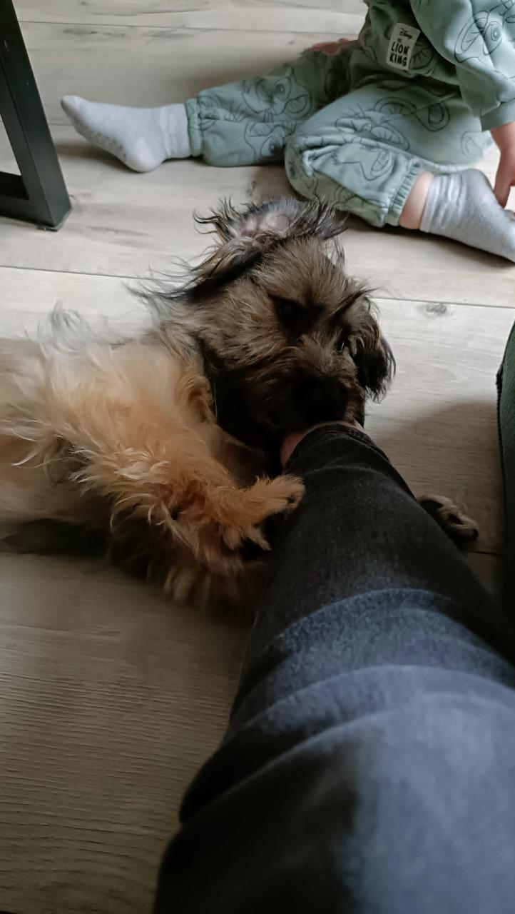 Lieve sociale fluffy pup 6mnd teefje