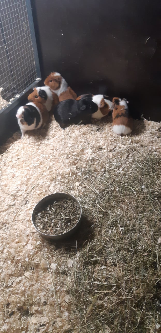 Cavia beertjes, gezocht cavia zeugjes