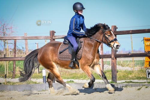 Welsh c pony