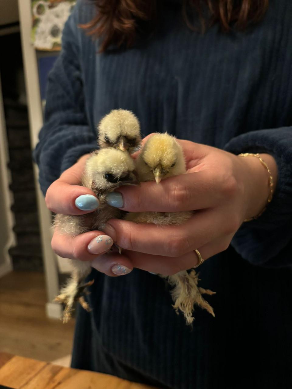 Zijdehoen kuikentjes