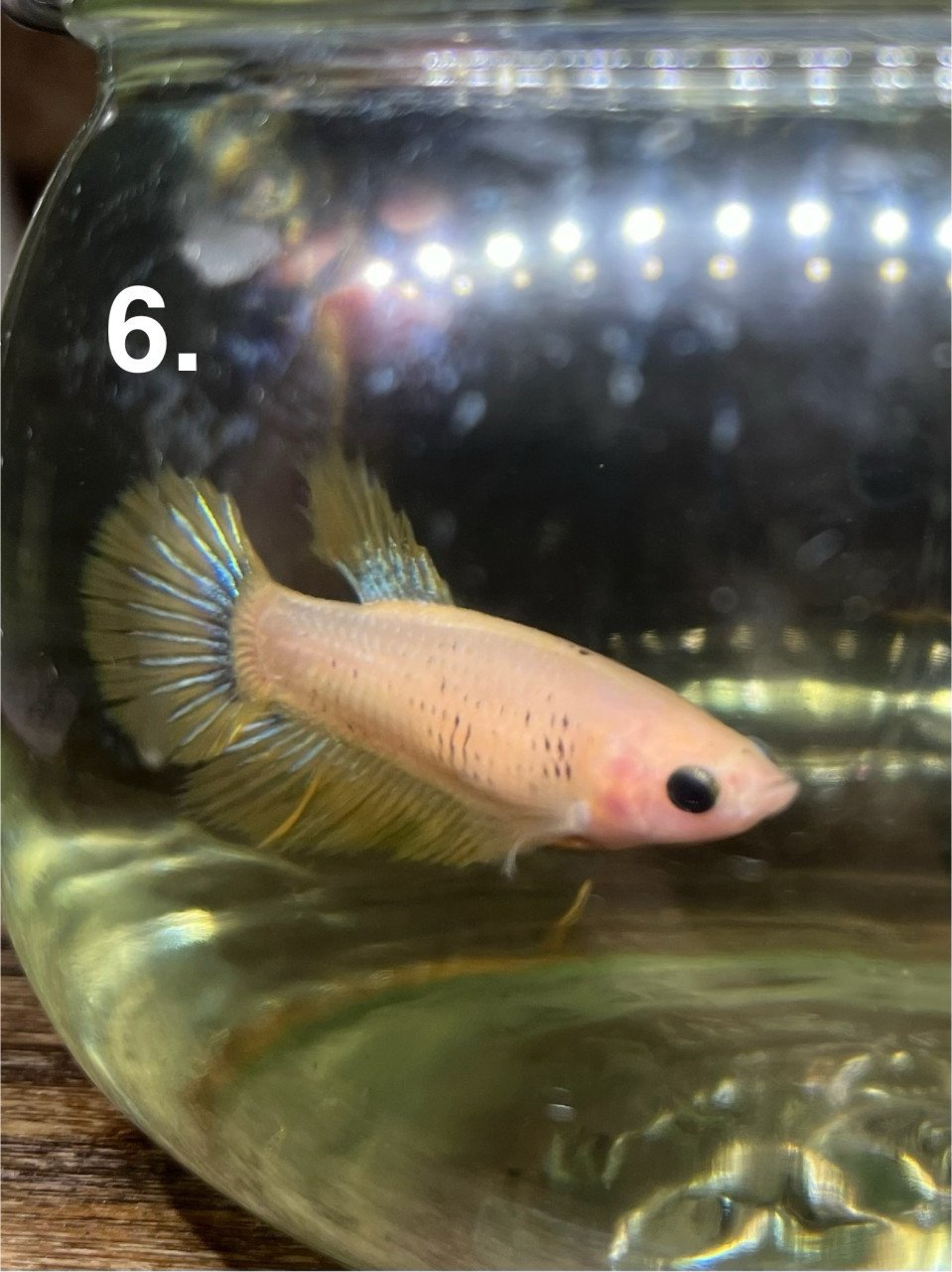 Betta vissen vrouw 7 stuks