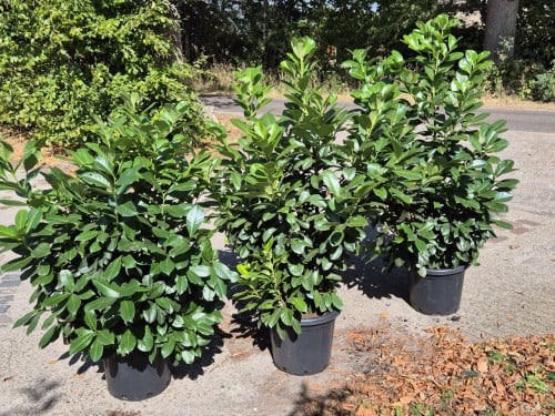 Forse Prunus Etna laurierstruiken