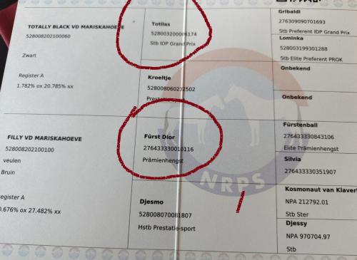 Bruin paarden veulen ( met als opa Totilas )