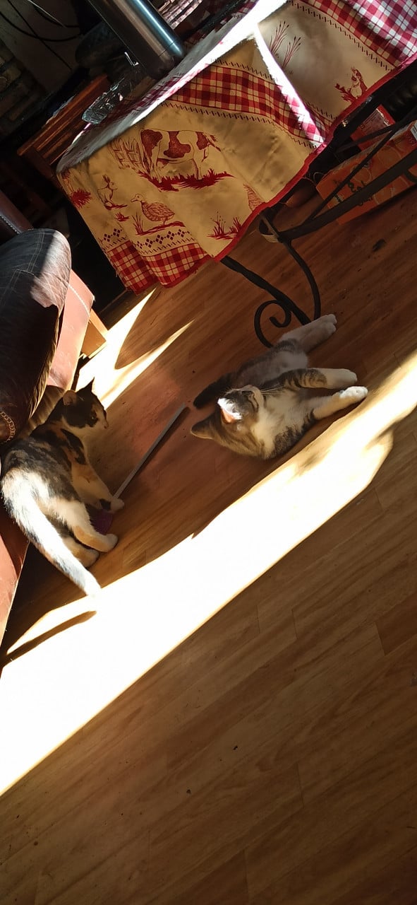 3 Kittens looking for a good home