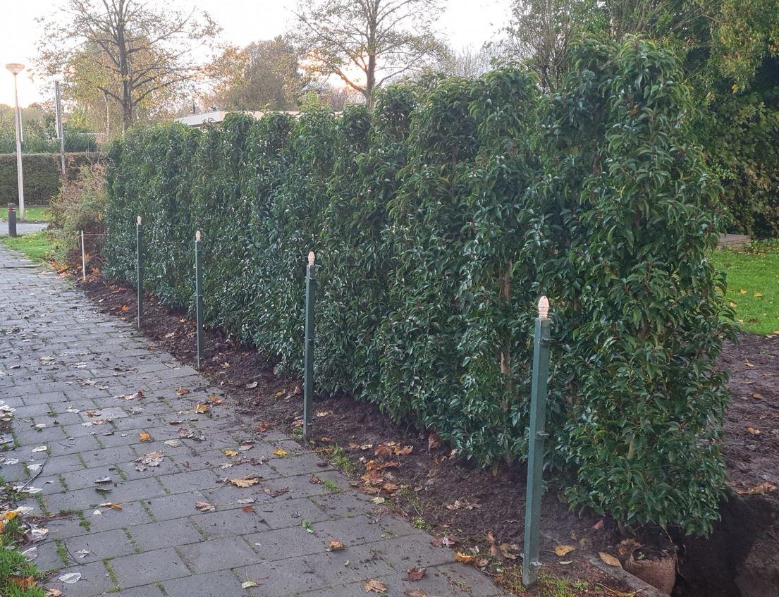 Portugese laurier haagplanten in alle hoogtes