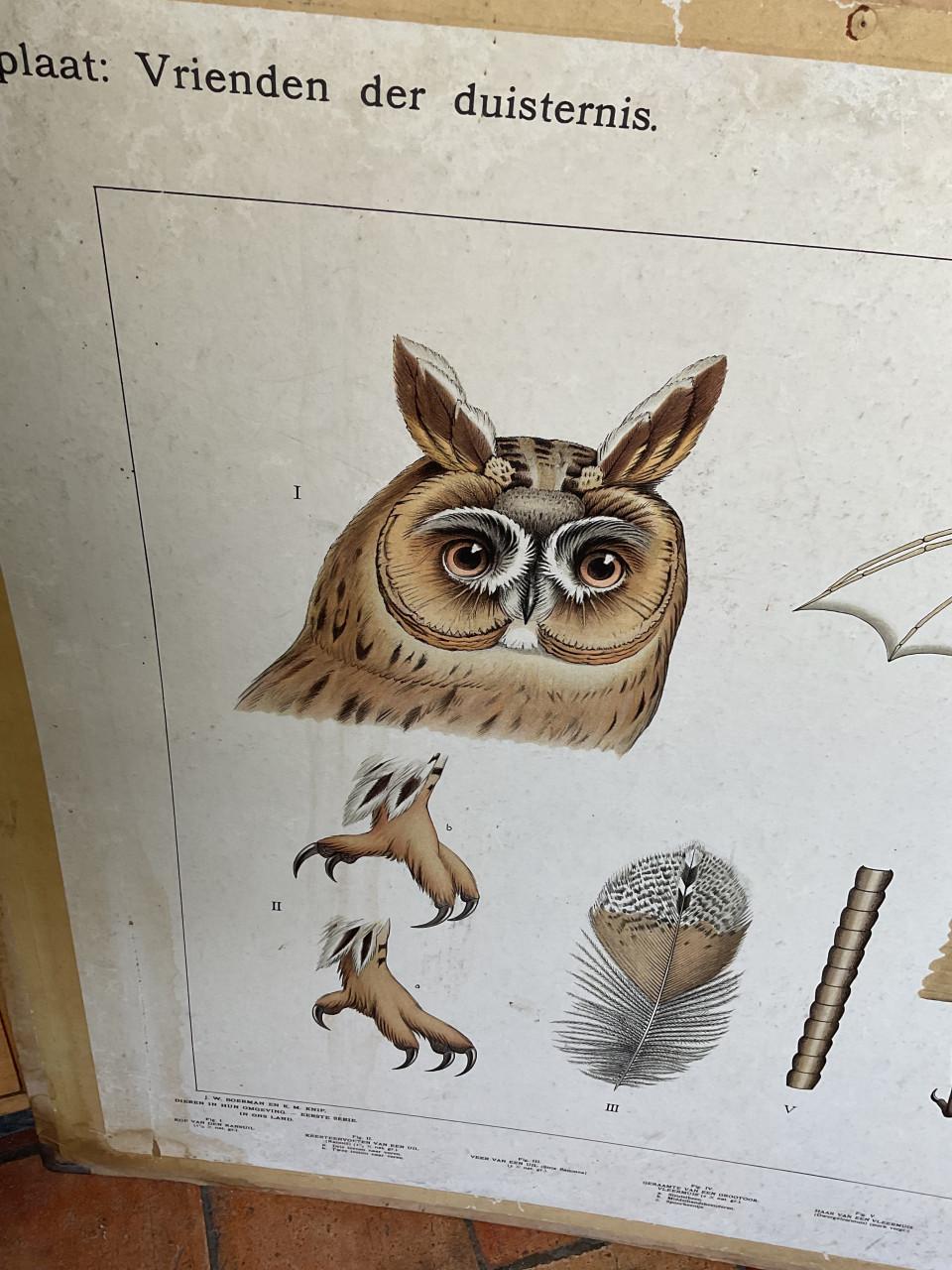 Grote schoolkaart ( Uil , vleermuis )