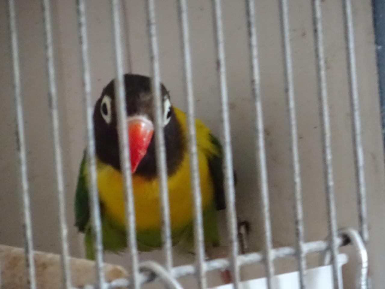 Te koop Zwartkopmaskeragapornisen Personata  twee mannen