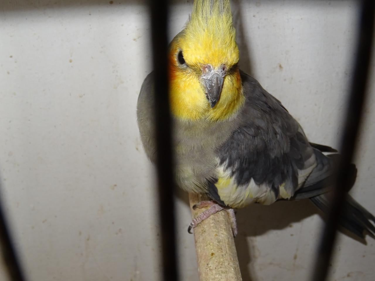 Te koop mooi koppel valkparkieten broedrijp