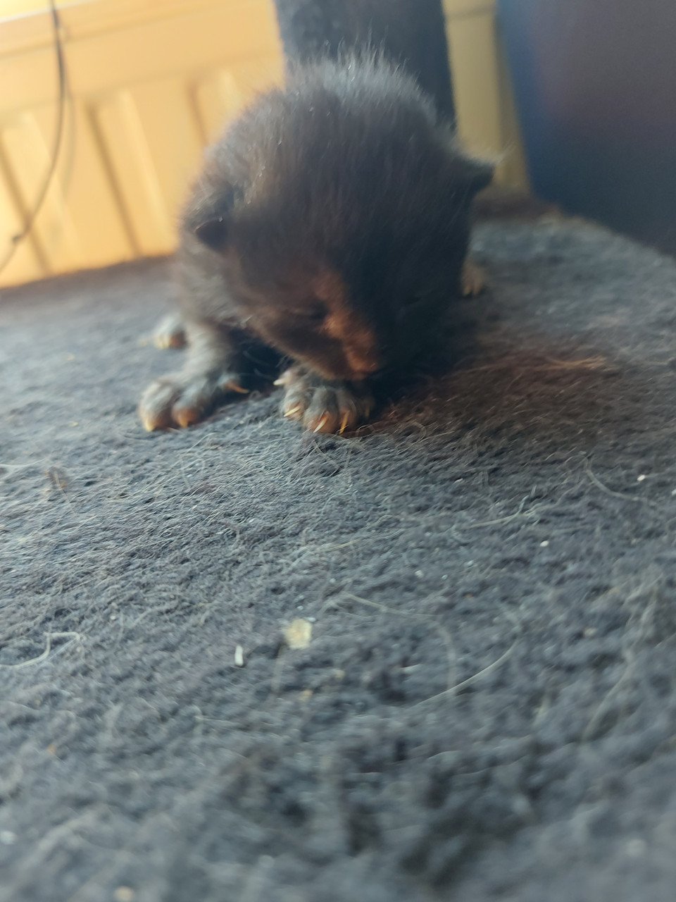 4 kittens 50 euro per kitten