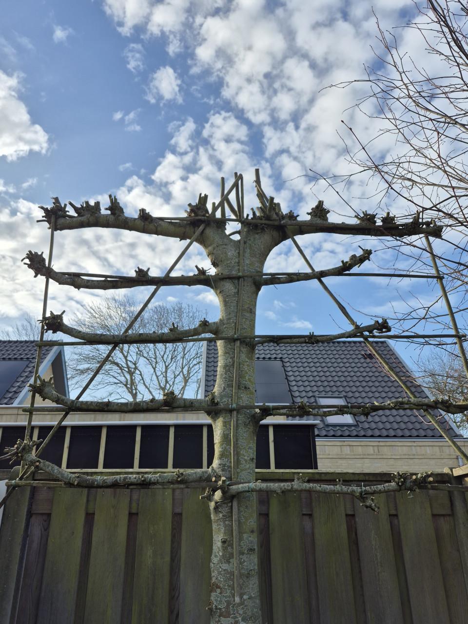 Betaalbare en Betrouwbare tuinman gezocht? Beschikbaar!!