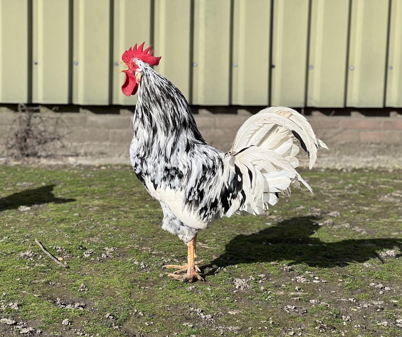 Broedeieren te koop van Bonte Leghorn