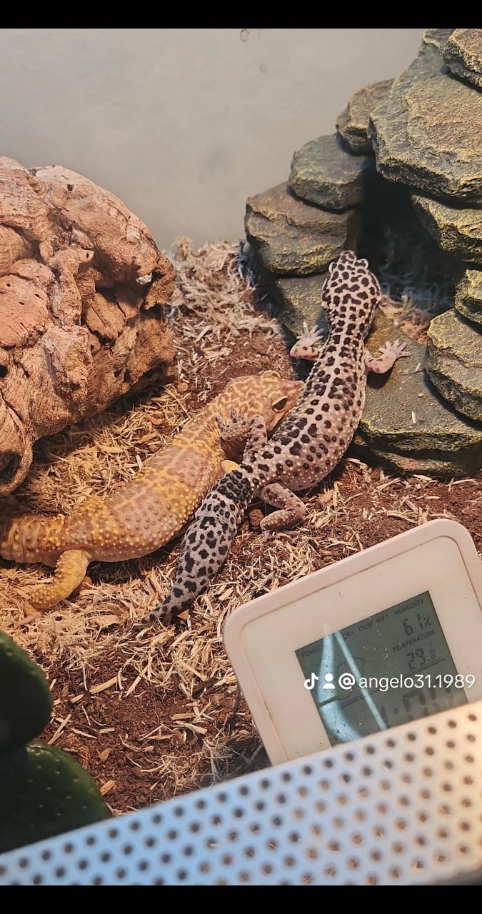 Luipaardgekko koppel