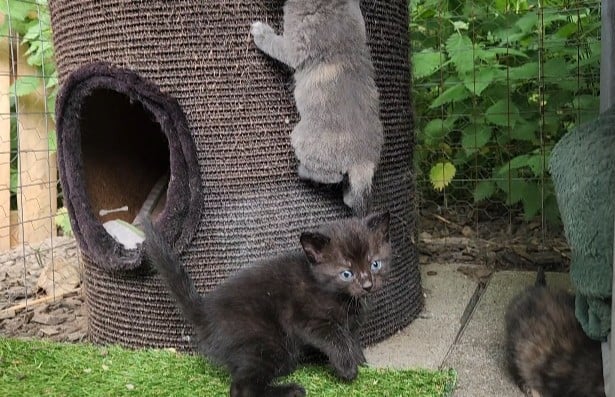 Kortharige kittens (jongens) zwart (x brits korthaar)