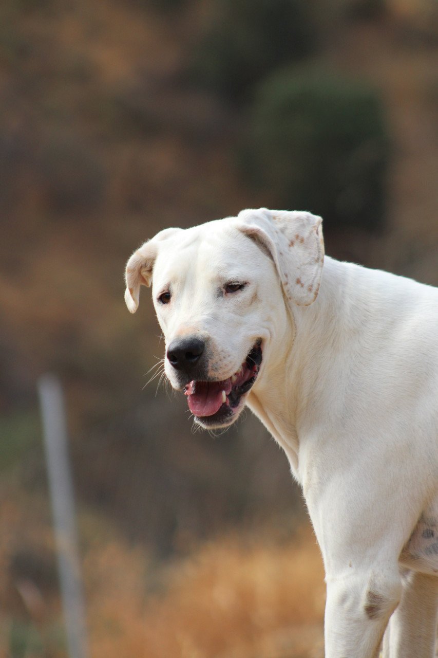 Alora Dog Rescue: Lieve Jess zoekt een baasje