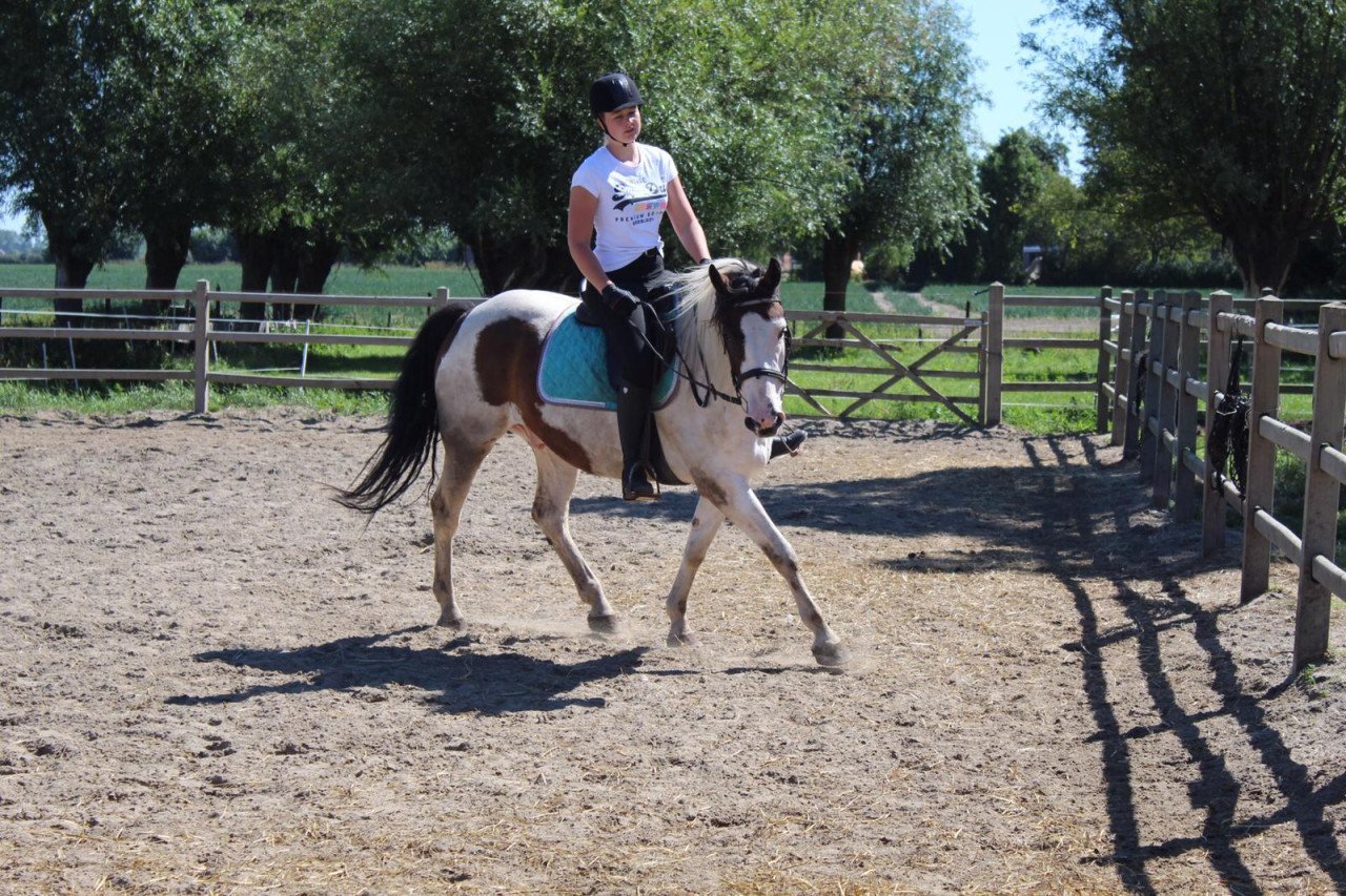 Fijne recreatie paarden te koop