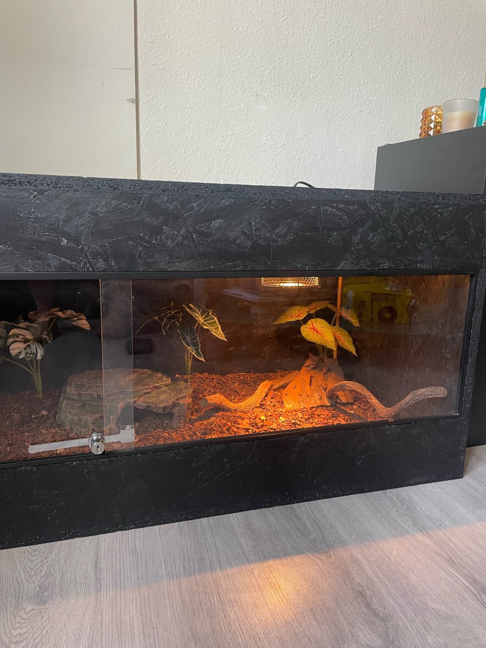 Terrarium + slang