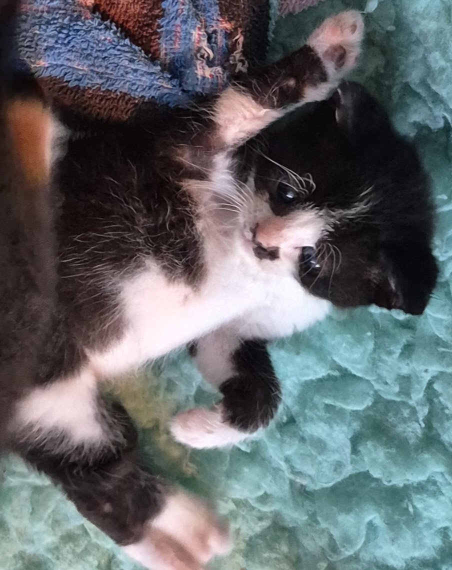 Super lieve sociale met de fles opgevoede kittens te koop