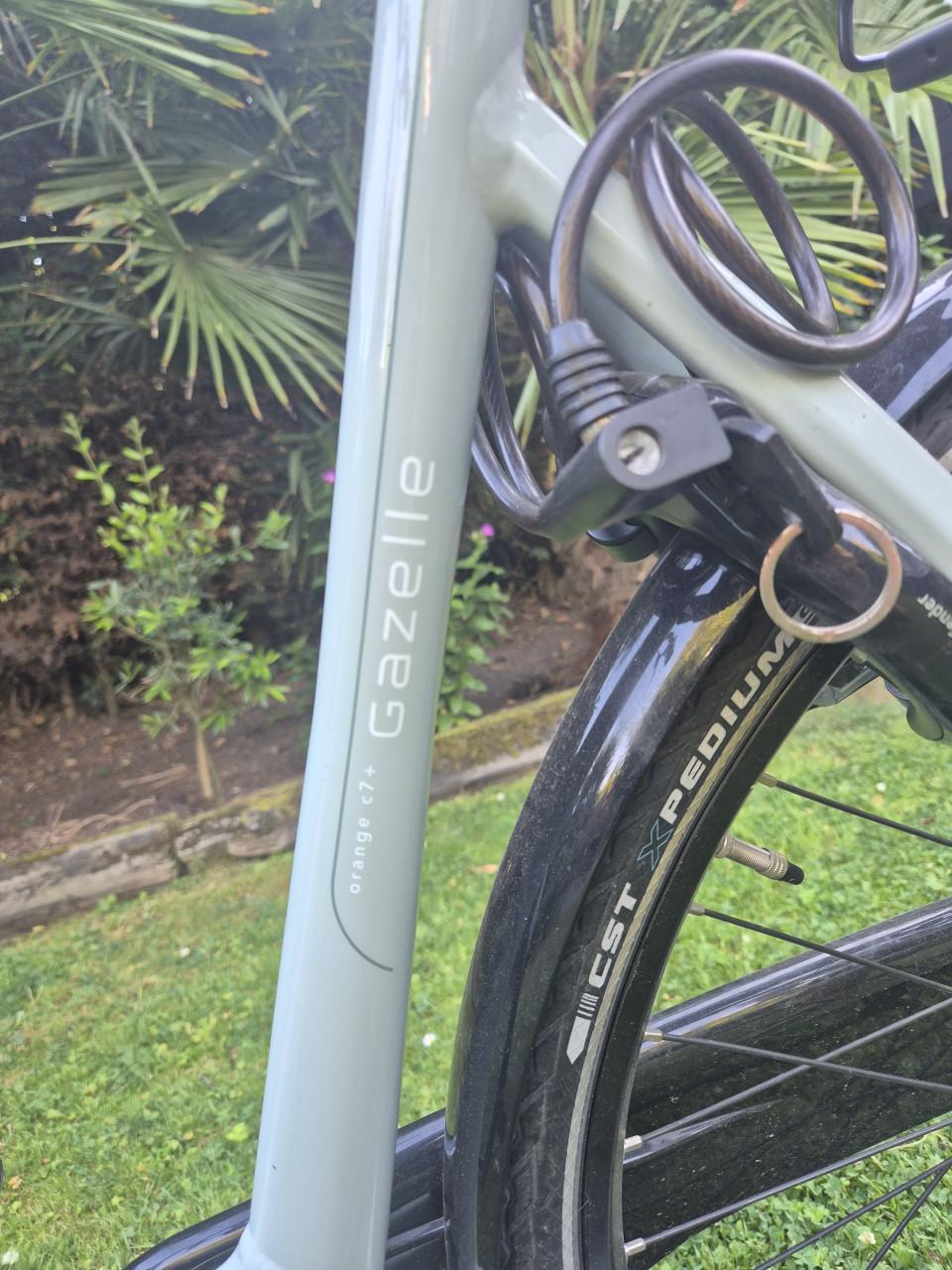 Gazelle orange c7+