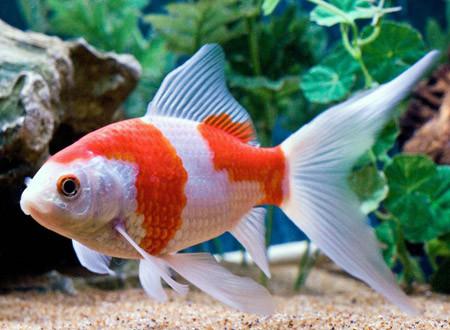 Komeetstaartgoudvis