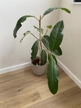 Kamerplanten