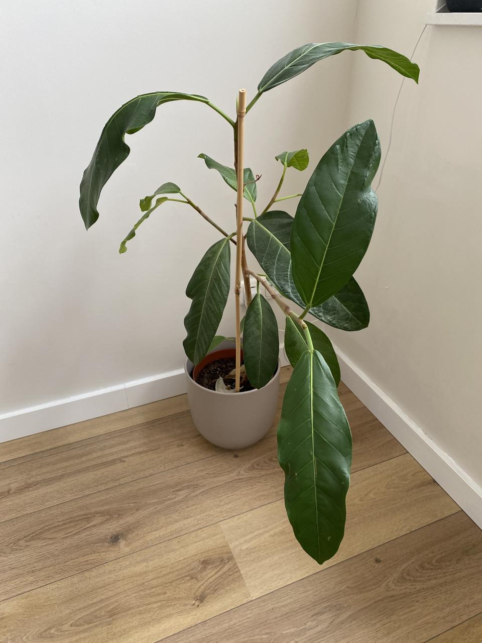 Kamerplanten