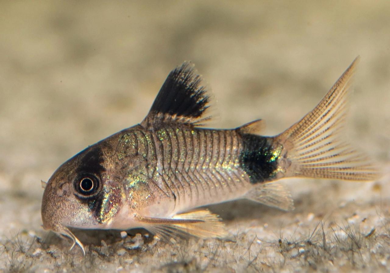 Corydoras Panda Jonge Vissen