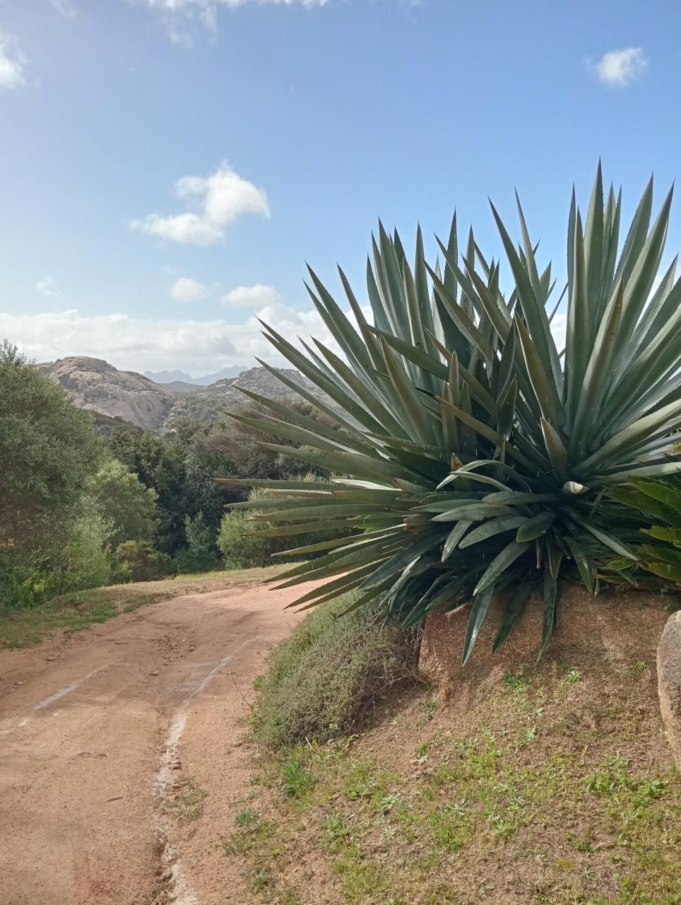 Tekenen en schilderen op Sardinië