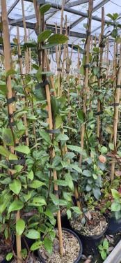 Toscaanse jasmijn planten