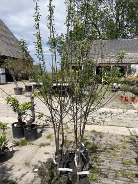Pruimenboom mirabelle de nancy laagstam