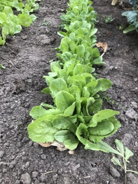 Winter andijvie planten
